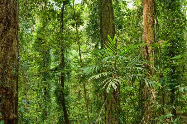 美丽的世界遗产的雨林 — 图库照片