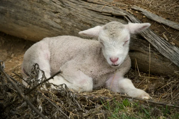 Alvó bárány — Stock Fotó