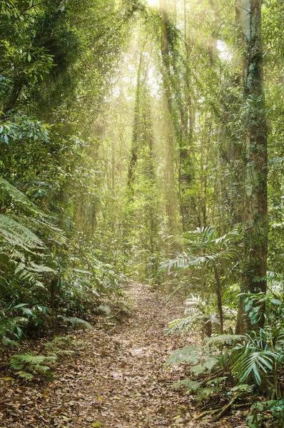 Raios de luz na floresta tropical — Fotografia de Stock