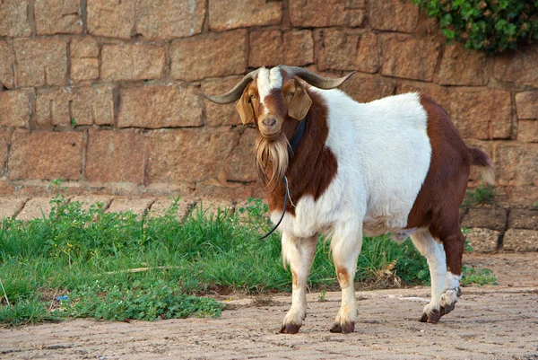 Goat on path — Stock Photo, Image