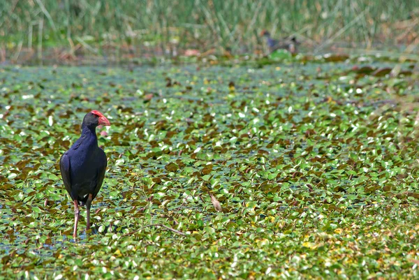 Water hen in wetlands — Stockfoto