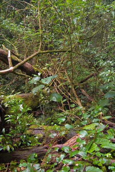 Дождевой лес — стоковое фото