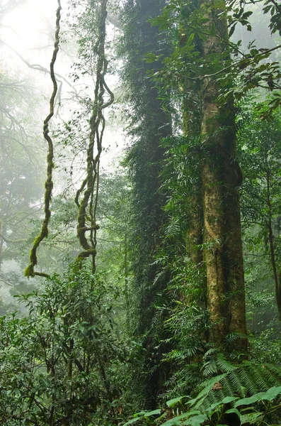 Floresta tropical — Fotografia de Stock