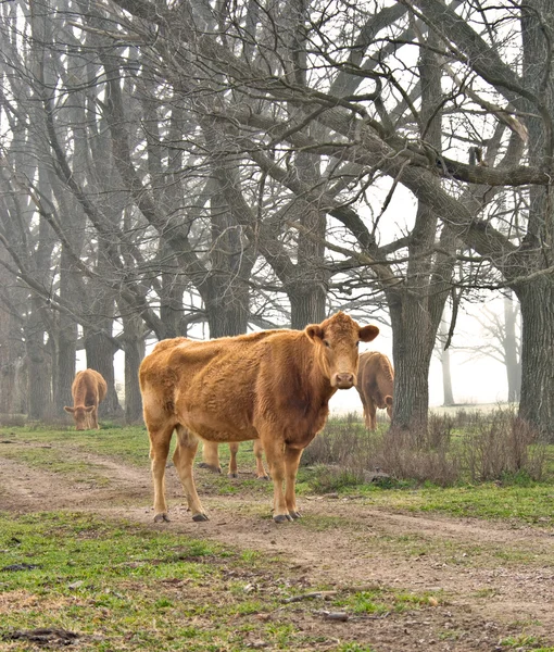 Корова на дороге — стоковое фото
