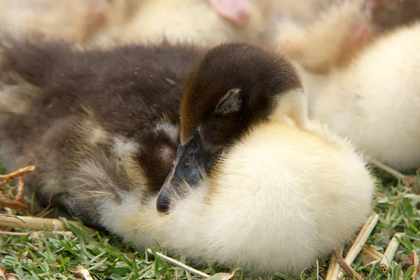 Uyuyan ördek yavrusu — Stok fotoğraf