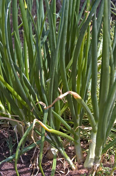 Onions growing — Stock Photo, Image