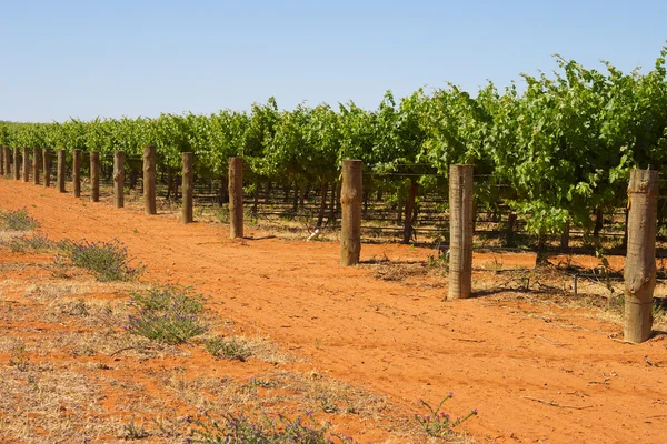 stock image Grape vines