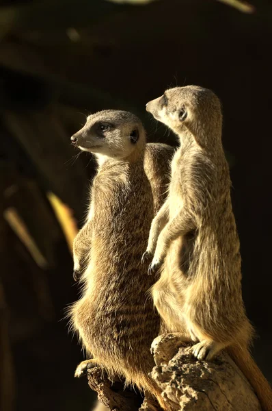 Meerkats — Stock Photo, Image