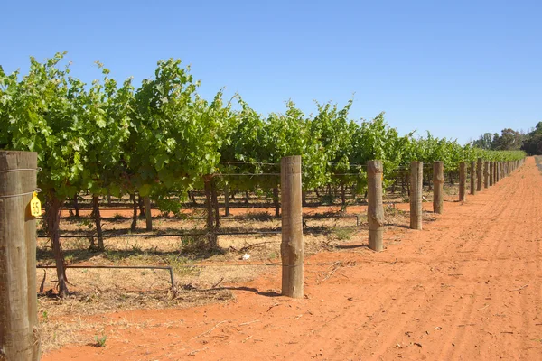 stock image Grape vines