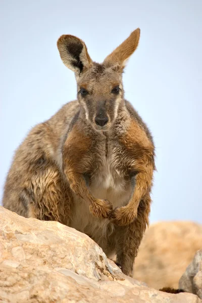 Wallaby de roca de patas amarillas — Foto de Stock