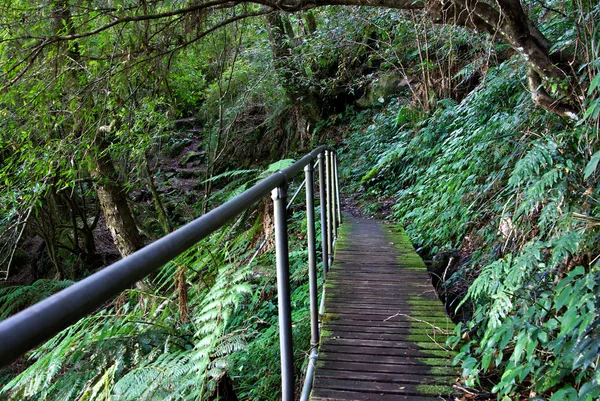 Rainforest path — Stock Photo, Image