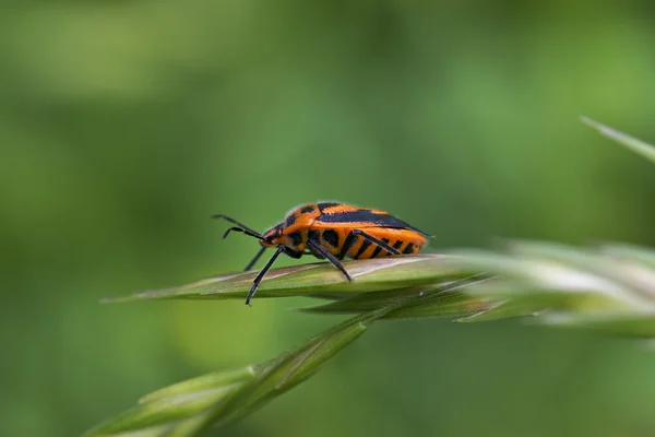 Shield beetle — Stock Photo, Image