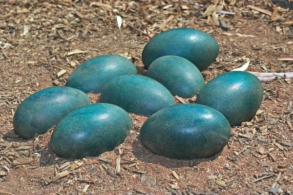 Zelené pštrosí vejce v blátě — Stock fotografie