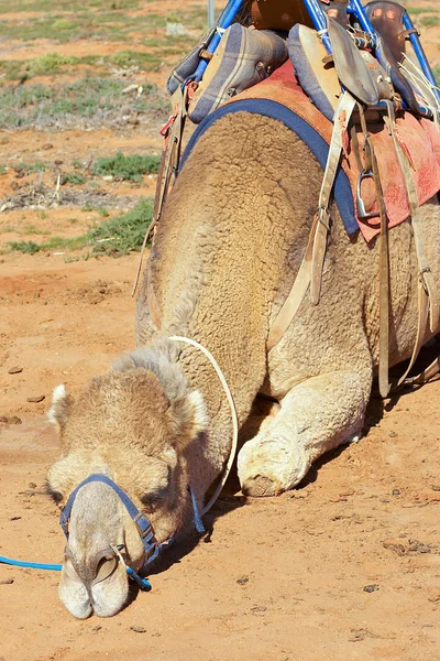 Camelos — Fotografia de Stock