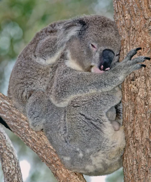 Anya és a baba koala — Stock Fotó