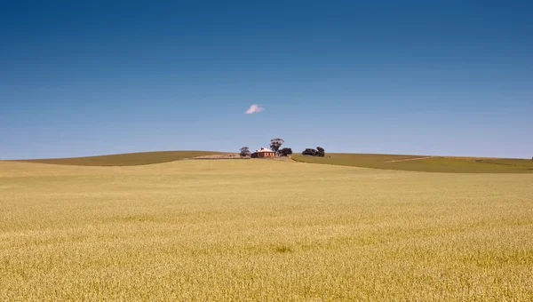 농장은 밀의 분야 — 스톡 사진