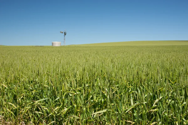 Granja tiene campos de trigo — Foto de Stock