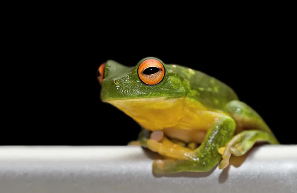 Tree frog on metal — Stock Photo, Image