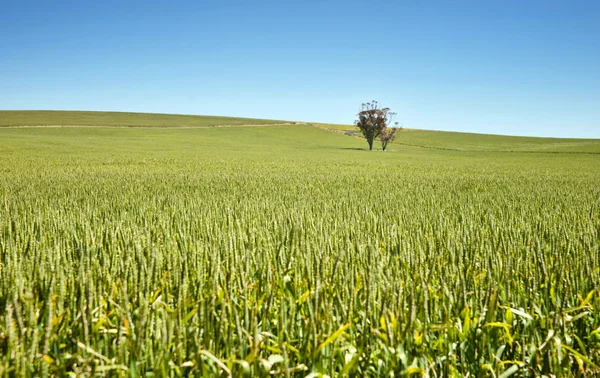 Granja tiene campos de trigo — Foto de Stock