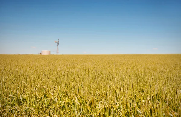Ферма має поля пшениці — стокове фото