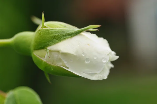 Perfect rosebud — Stock Photo, Image