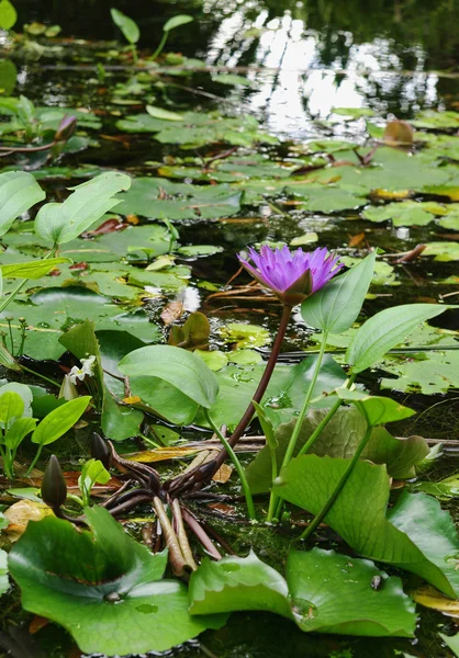 Water lilly in garden pond — Stock Photo, Image