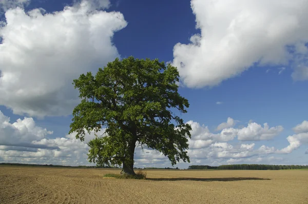 Träd i fält. — Stockfoto
