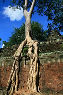 Ancient tree in Angkor Ta Phrom clipart