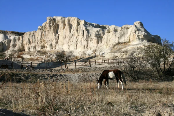 Opoka pejzaż z konia — Zdjęcie stockowe