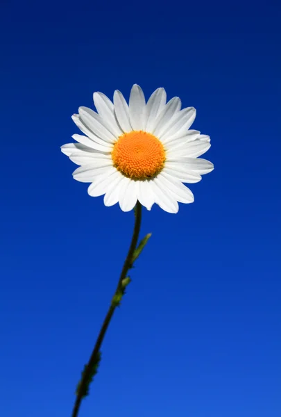 Verse Kamille op een blauwe hemel — Stockfoto