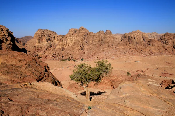 Petra Peyzaj ve yalnız ağaç — Stok fotoğraf