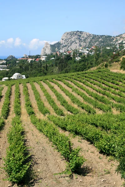 Крым, виноградник — стоковое фото