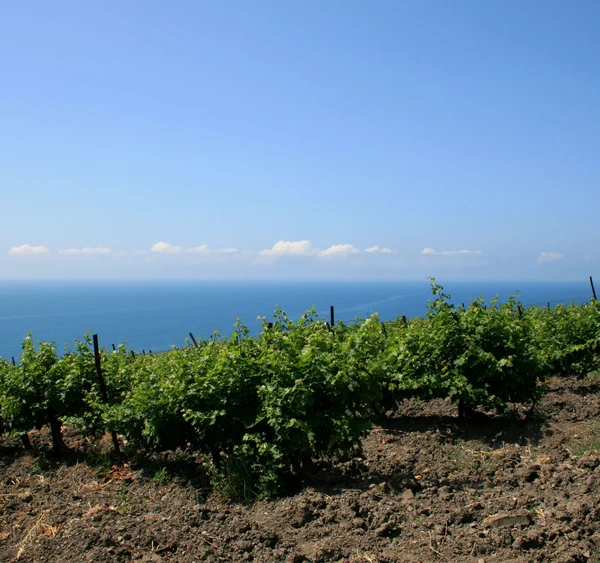 Крым, виноградник — стоковое фото