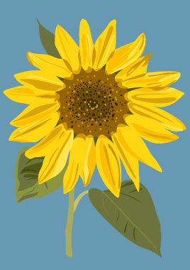 Sunflower clipart