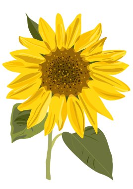 Vector illustration of sunflower clipart