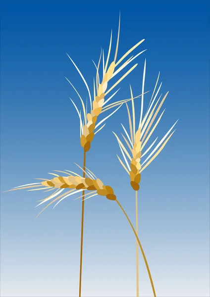 Three ears of wheat — Stock Vector