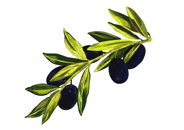 Vektor Olivenzweig isoliert — Stockvektor