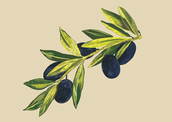 Vector olive branch — Stock Vector