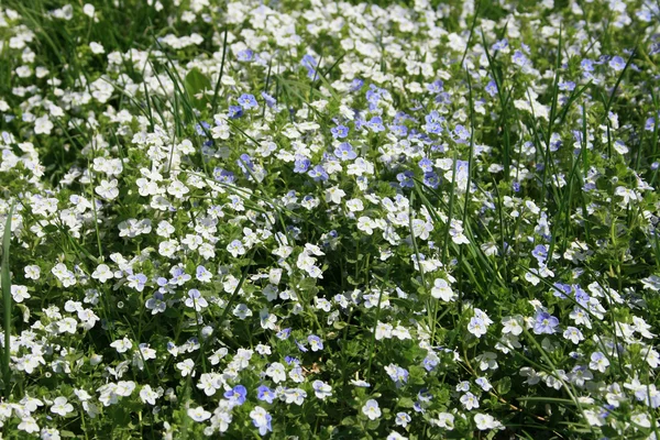 stock image Flowers lawn