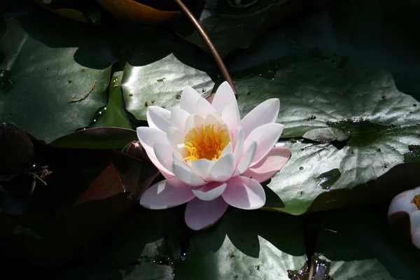 stock image Water lily