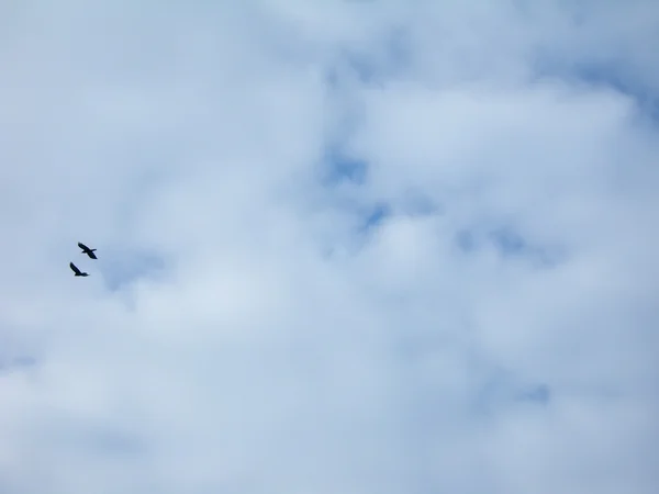 stock image Two birds on the sky