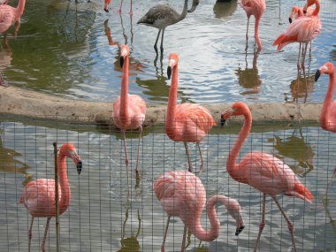 pembe flamingo