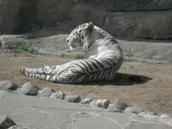 Tigre albino — Foto de Stock