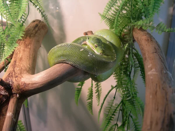 The snake, coiled up on snag Stock Image