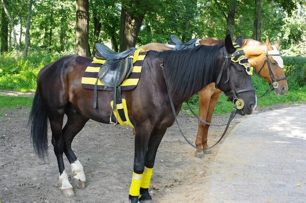 stock image Horses