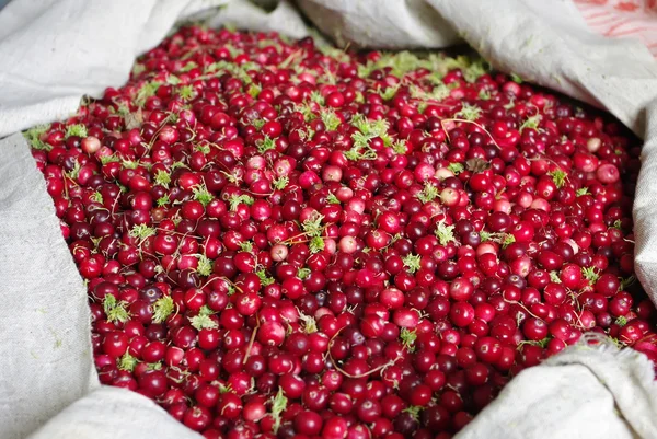 Cranberry Stock Picture