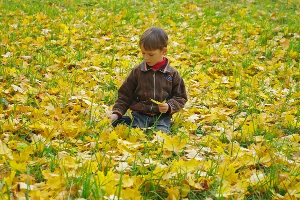Golden Autumn — Stock Photo, Image