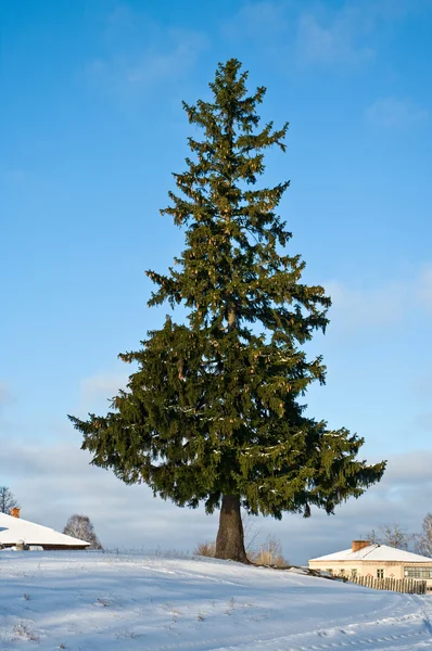 stock image Lone pine