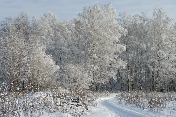 Bomen bedekt met sneeuw — Stockfoto