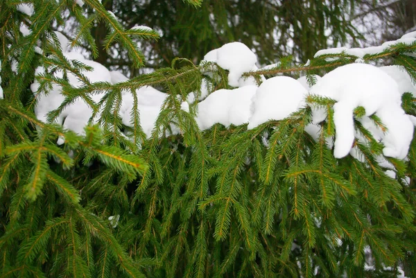 Snow on spruce branches — Stock Photo, Image
